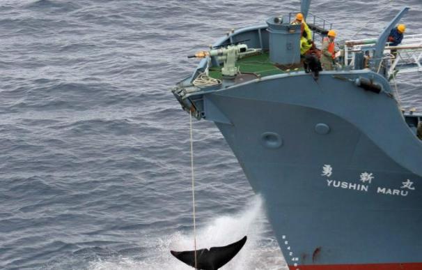 Japón suspende la caza de ballenas en la Antártida