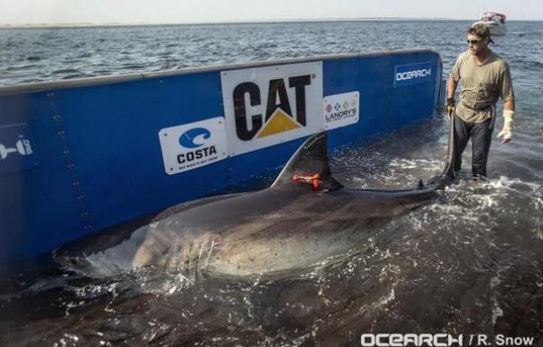 Catalina, un enorme tiburón blanco que es seguido de cerca en las costas de Florida