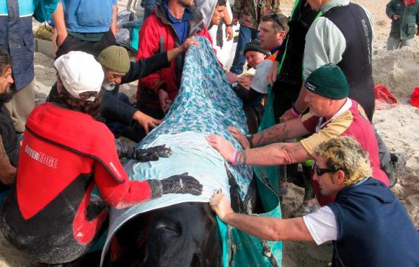 Encuentran a 82 ballenas piloto varadas al sur de Nueva Zelanda