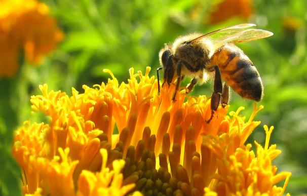 Los apicultores reconocen que son "tiempos difíciles" para el sector en un momento en el que la climatología no ayuda