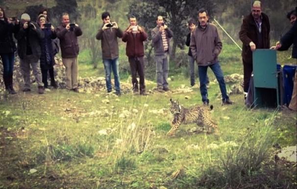 Extremadura cuenta ya con 23 linces ibéricos en libertad tras la suelta este miércoles de nuevos ejemplares