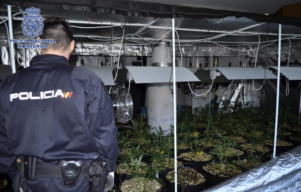 Cae una banda serbia que pirateaba el cable de la luz para cultivar droga en invernaderos