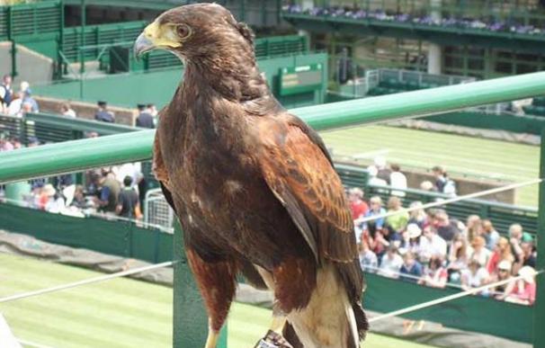 Desaparece Rufus, el célebre halcón que espantaba las palomas en Wimbledon