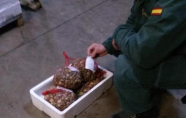 Decomisados en Guarromán 42 kilos de chirla por no alcanzar la talla reglamentaria