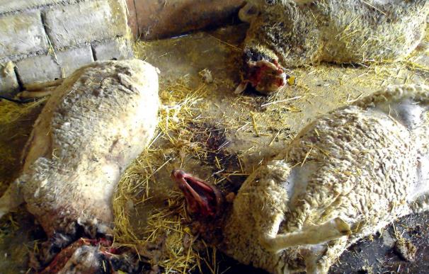 Los lobos matan ovejas y atacan a mastines en el casco urbano de un pueblo Ávila
