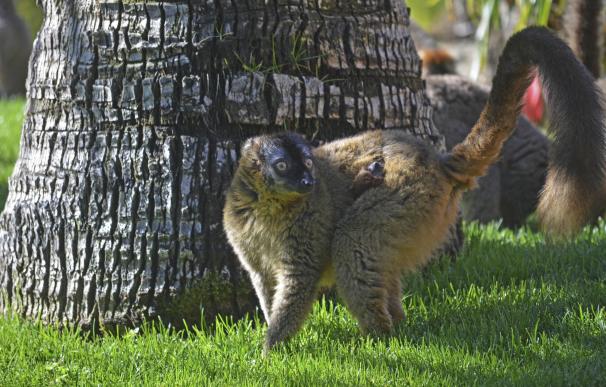 El nacimiento de un lémur frentirrojo da la bienvenida a la primavera en Bioparc