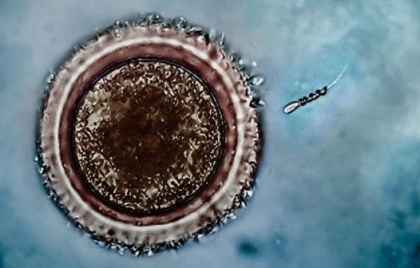 Investigan el interruptor celular que estimula la actividad de las células de esperma