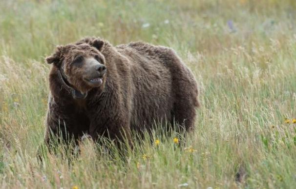 Un oso grizzly mata a un ciclista en Montana