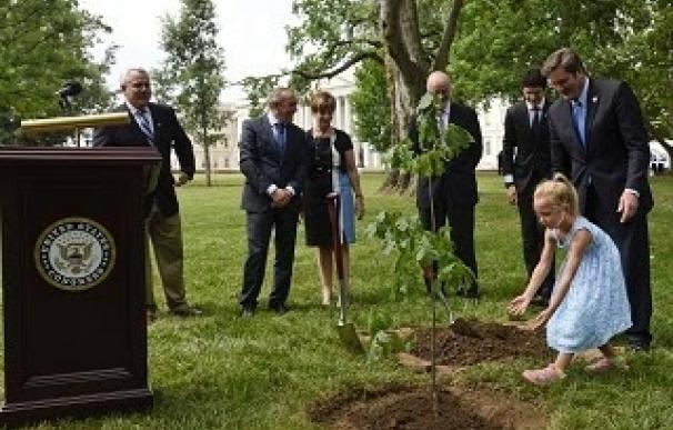 Plantan un roble que desciende del árbol de Gernika frente al Capitolio de Washington