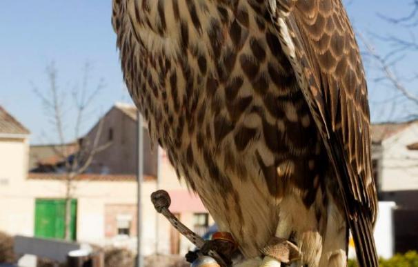 La mayor reserva de aves de Castilla y León acogerá un concurso nacional de cetrería