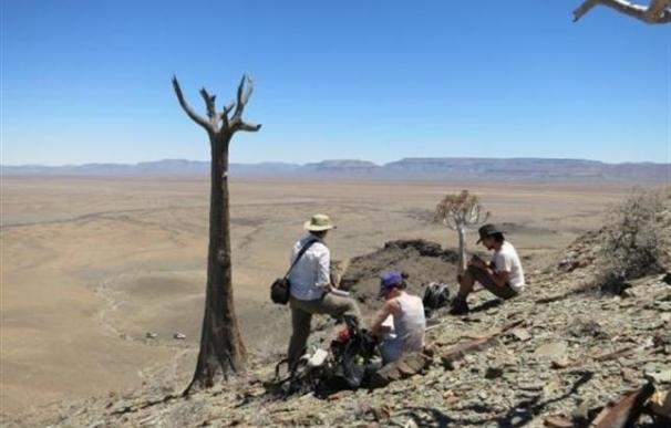 Descubren un arrecife de 550 millones de años en Namibia