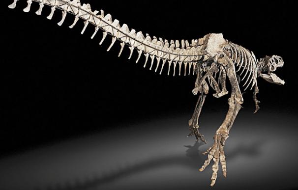 Sotheby's subastará varios esquelos de dinosaurios - EFE