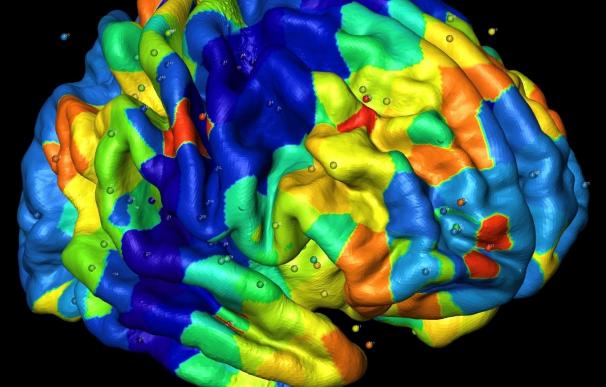 Factores genéticos, responsables de crear patrones anatómicos en la corteza cerebral