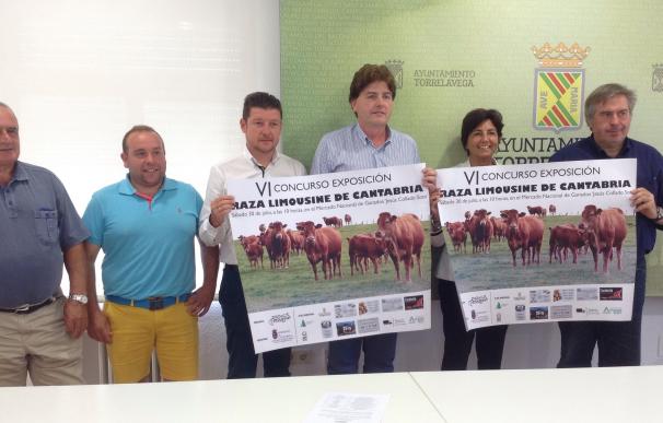 Unos 125 animales de 22 ganaderías participarán en el VI Concurso Exposición Raza Limousine de Cantabria