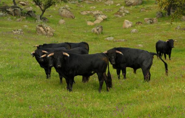 Un grupo de toros en una ganadería de Jaén.