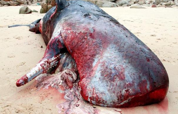 Ecologistas denuncian al Seprona el robo de huesos del cachalote de Doniños