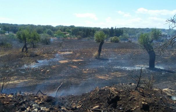 El incendio en Torrent de Vinagrella quema 5,9 hectáreas