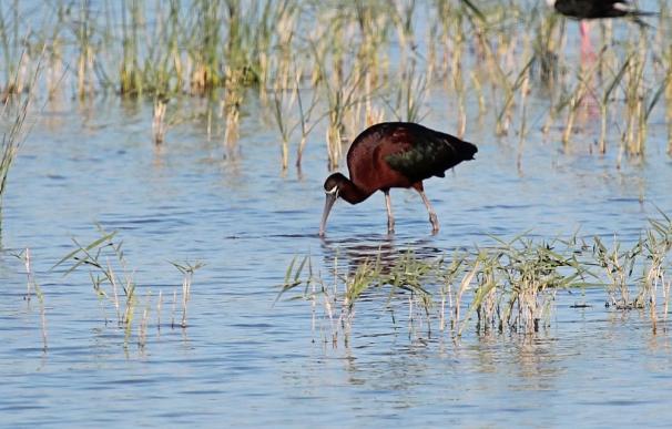 El ibis negro cría por primera vez en Baleares