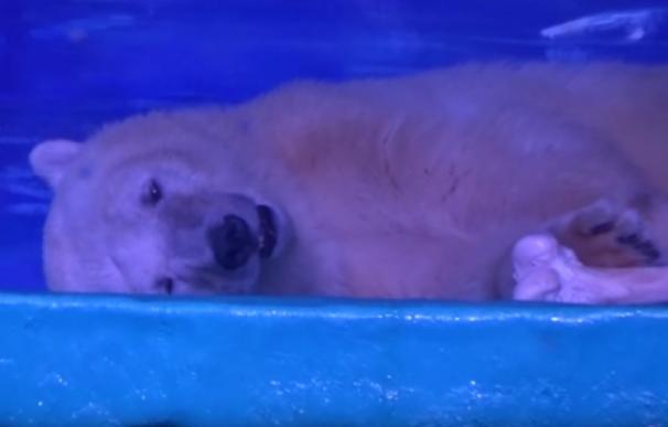 Miles de firmas piden rescatar a un oso polar encerrado en un centro comercial chino