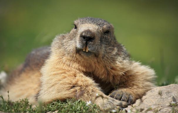 Las marmotas se reintroducen con éxito en los Pirineos a pesar de la baja diversidad genética