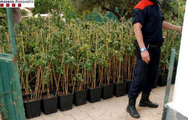 Diez detenidos en Cataluña al desmantelar dos plantaciones de marihuana