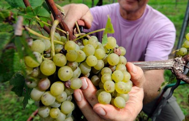 La vendimia de 2010 encara la recta final marcada por los precios de la uva de hace 15 ó 20 años