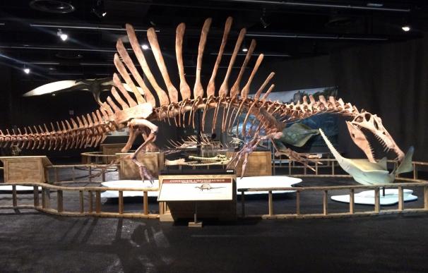 El Museu Blau acoge una réplica del mayor dinosaurio y primer nadador en una exposición