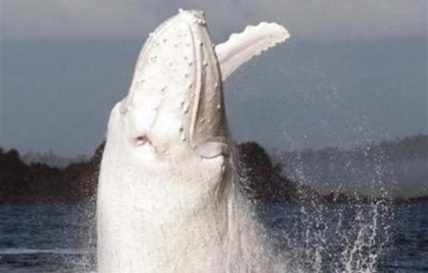 'Moby Dick' conquista las aguas de Australia