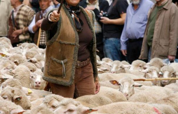 Un rebaño de 600 ovejas recorrerá las calles de Madrid en la Fiesta de Trashumancia