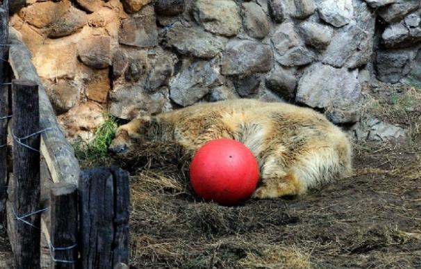 Muere Arturo, el oso polar 'más triste del mundo'