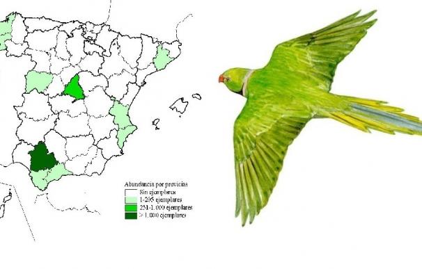 Al menos 3.000 cotorras de Kramer viven en España, casi la mitad en Andalucía, según el primer censo de la especie
