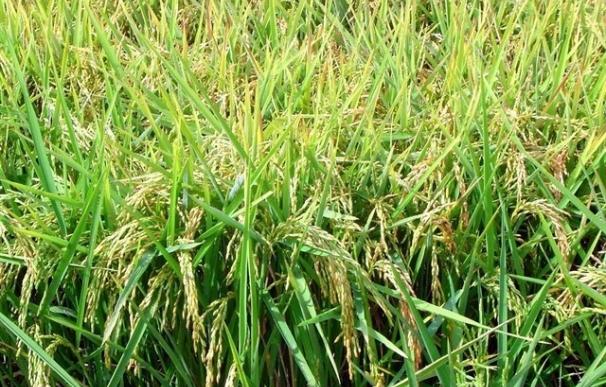 AVA-Asaja celebra el bloqueo a la intención de la UE de prohibir un fungicida para el arroz y pide "no bajar la guardia"