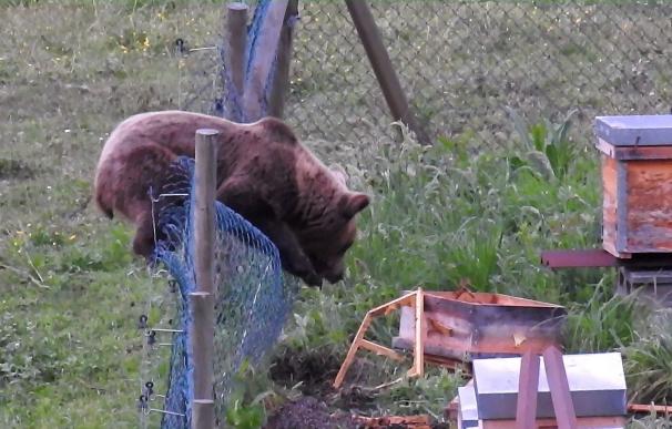 Los osos pardos asturianos sufren carencia de alimentos, advierte Fapas