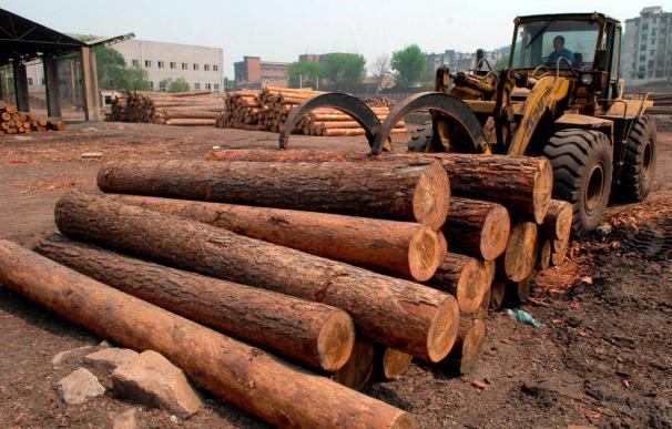 Galicia se mantiene como primera exportadora de madera en España