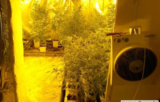 Un detenido en Organyà (Lleida) por cultivar marihuana en un almacén agrícola