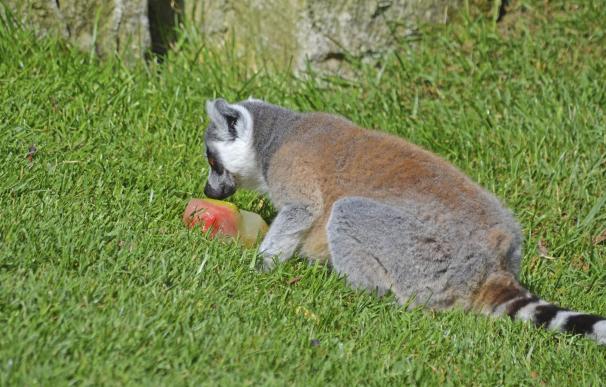 Los animales salvajes de Bioparc combaten el calor con helados de frutas, zumos y sorbetes
