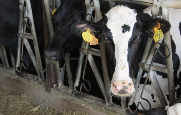 El Govern fomentará el consumo de lácteos de Baleares