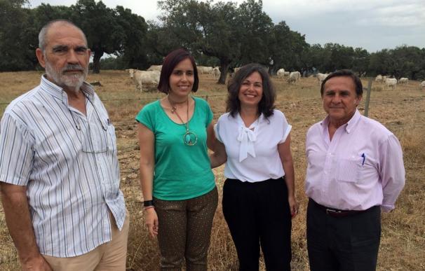 Las Diputaciones de Cáceres y Cádiz intercambian experiencias en el sector agroganadero