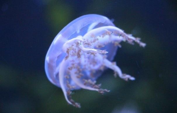 El Hospital Clínic investigará terapias personalizadas contra picaduras de medusas
