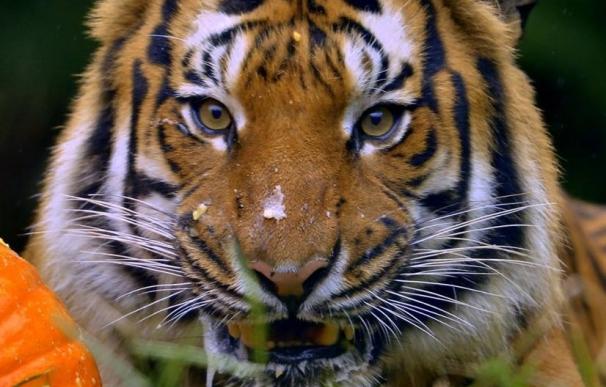 Proyecto Gran Simio pide que no se sacrifique al tigre asiático que mató a una trabajadora de Terra Natura