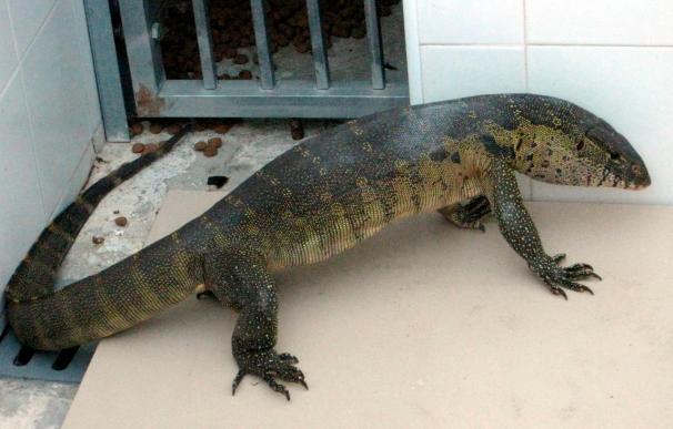 Capturan un lagarto de 1,20 metros que deambulaba por unos jardines en Málaga