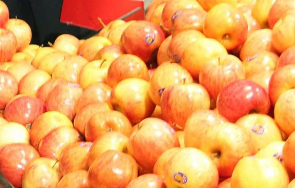 Grecia confisca más de 40 toneladas de manzanas chilenas por una sustancia nociva
