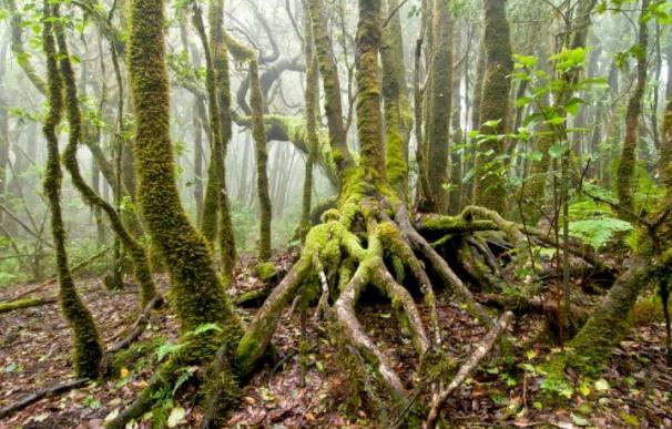 El Colegio de Ingenieros de Montes advierte de que la calidad de los bosques empeora y pide medidas para su protección