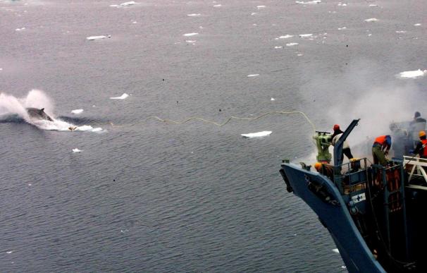 Japón pescó menos ballenas de las previstas en Antártico pero más que en 2013