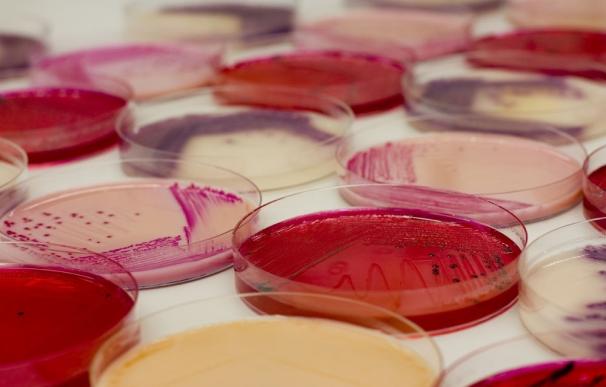 Algunas bacterias han vivido en el intestino humano desde antes del desarrollo del hombre