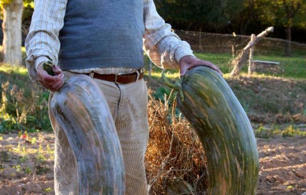 Un hortelano salmantino recolecta calabacines con una longitud de un metro