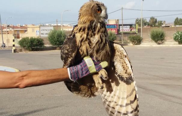 Efectivos de Protección Civil de Águilas rescatan a un búho herido en el paraje de Peñaranda, en Murcia