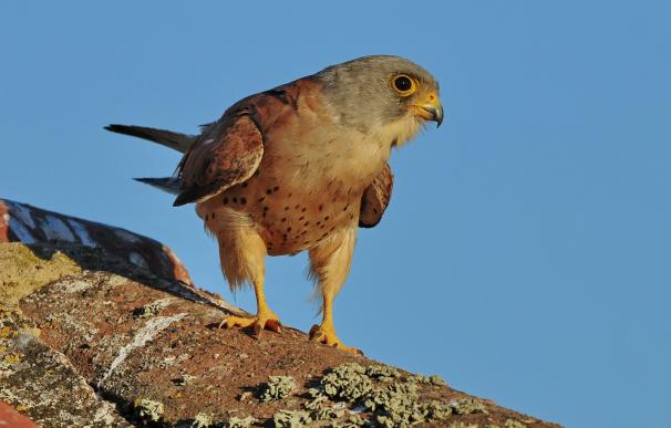 Más de 20.000 turistas visitan cada año Extremadura atraídos por sus 360 especies de aves