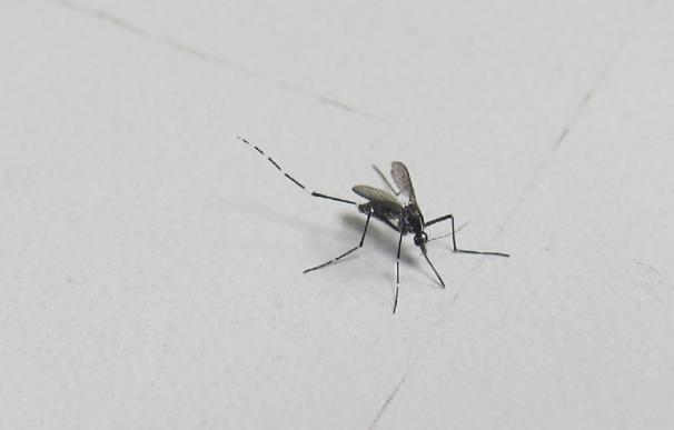 El mosquito tigre y la mosca negra protagonizan un curso sobre Entomología Sanitaria en Grañén