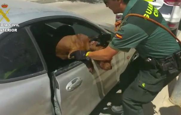 La Guardia Civil rescata en Aspe un pitbull encerrado sin ventilación en el interior de un coche